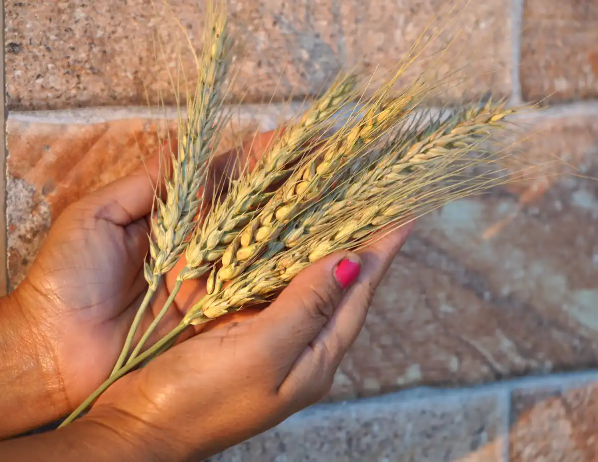 Une main qui tient de l'épeautre